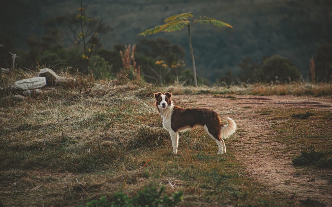 The Hunting Dog